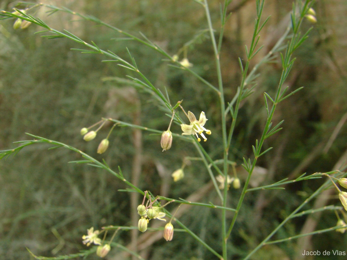 Asparagus officinalis L.